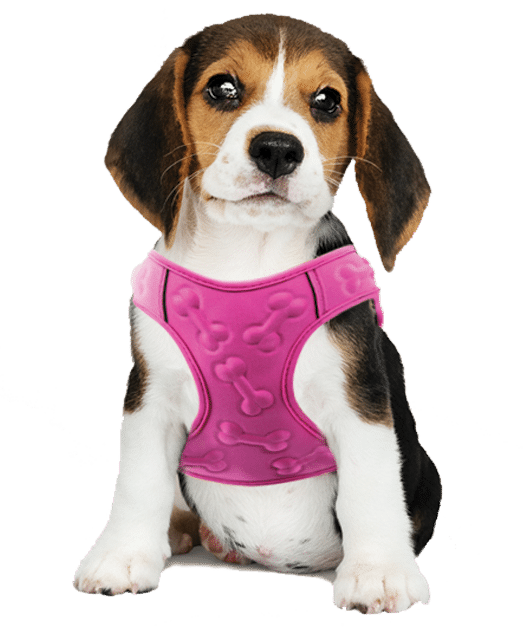A stuffed dog with a dog harness